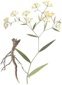 Chai Hu Bupleurum is a remarkable herb that is poised to be a significant competitor to anti-depressant drugs when combined with other herbs. 
