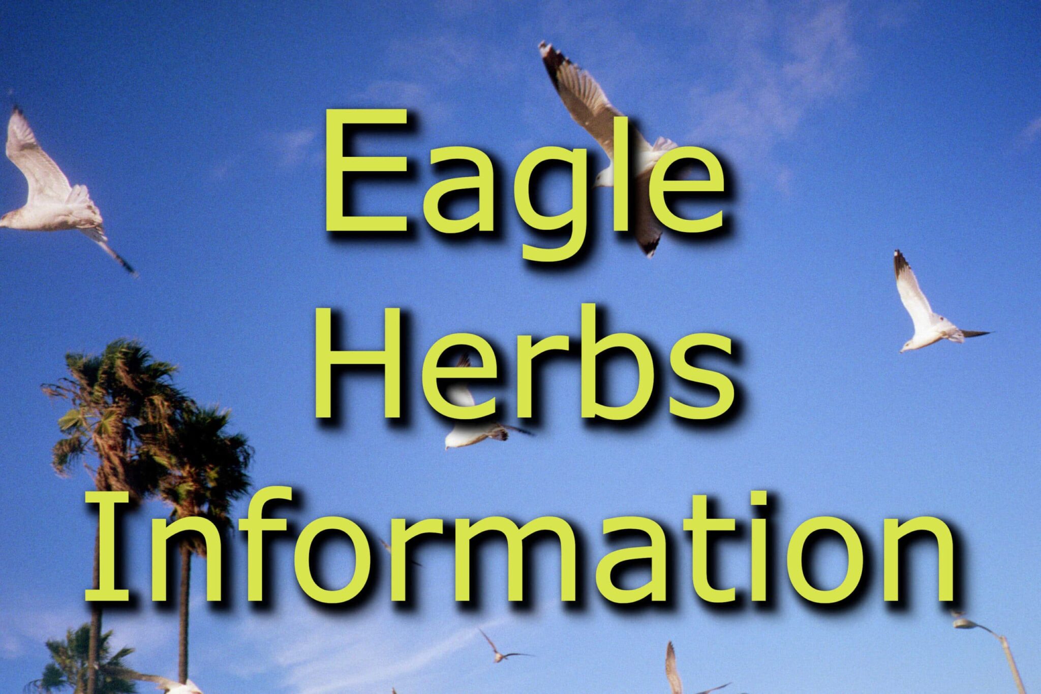 PICTURE OF SEAGULL WITH A Link to all sorts of Eagle Herbs Information