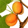 Apricot seeds stop cough and lubricate the large intestines.